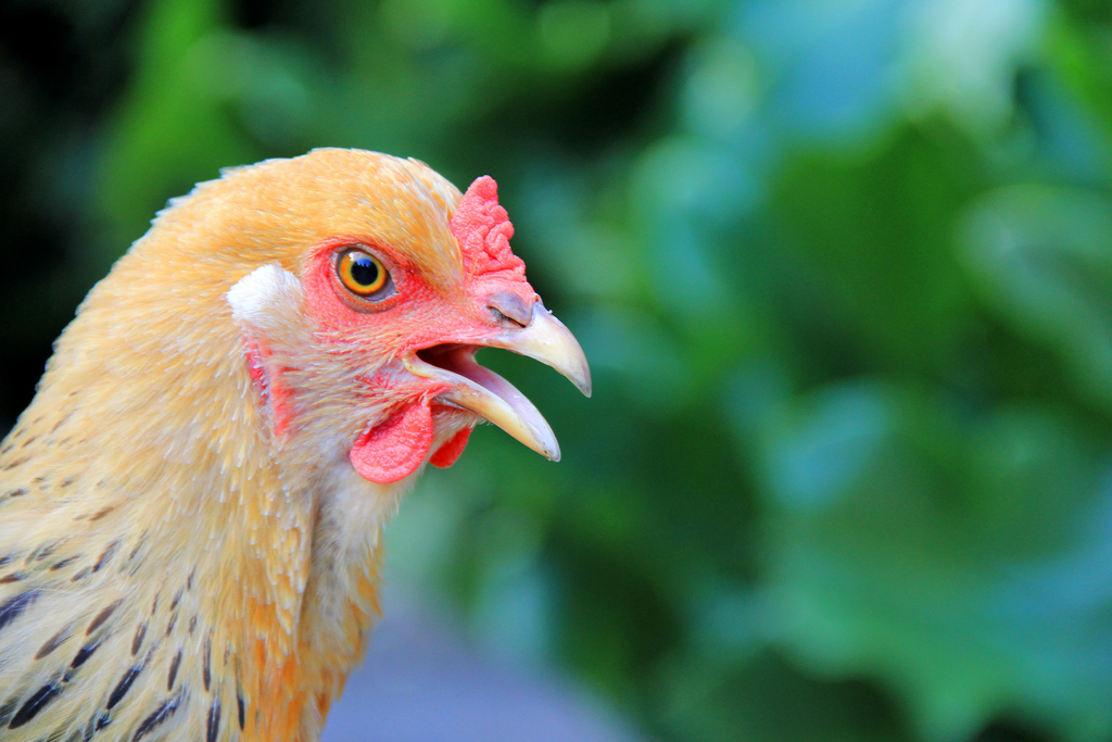 A Surprised Chicken